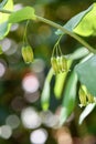 Hairy Solomons seal, Polygonatum pubescens bell-shaped flowers in pale yellowish green